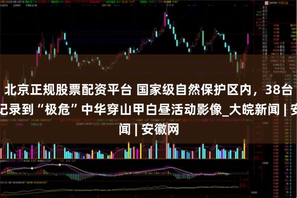 北京正规股票配资平台 国家级自然保护区内，38台相机记录到“极危”中华穿山甲白昼活动影像_大皖新闻 | 安徽网